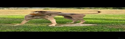 Italian Greyhound dogs for stud: Italian greyhound for stud  - Advert 1