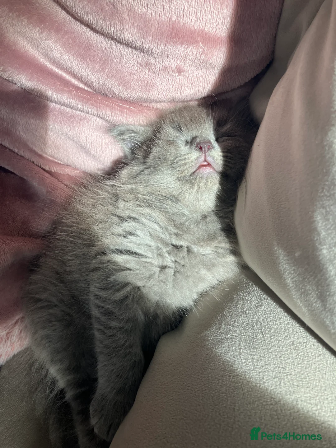 British Longhair cats for sale: Very playful male British Longhair. - Advert 8