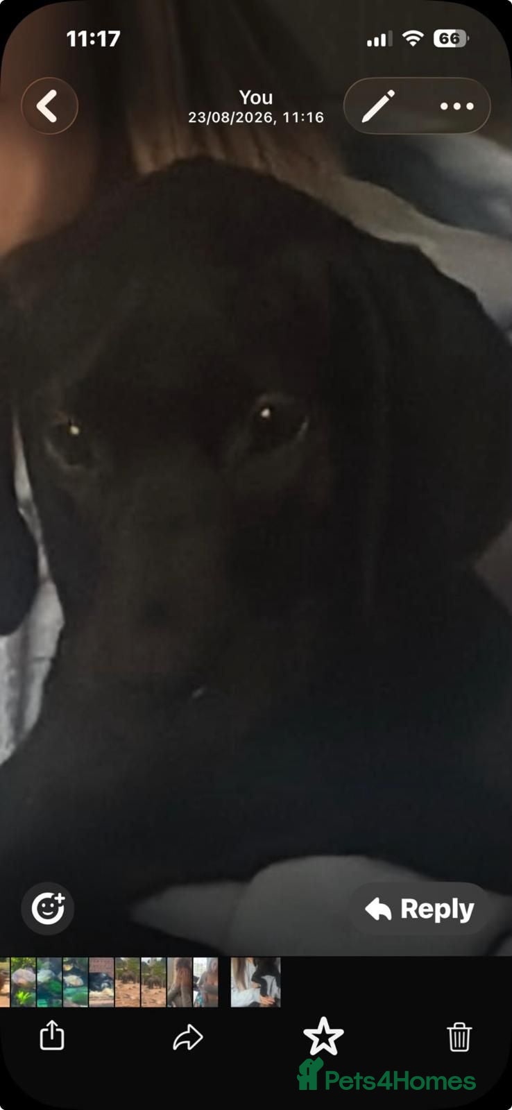 Labrador Retriever dogs Fully jet black Labrador pups for sale - Advert 2