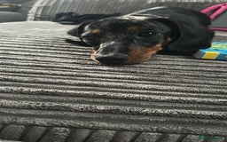 Miniature Dachshund dogs for sale: 8 month old brothers - Image 6