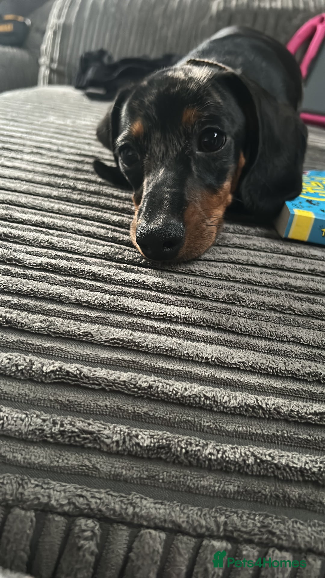 Miniature Dachshund dogs for sale: 8 month old brothers - Image 6