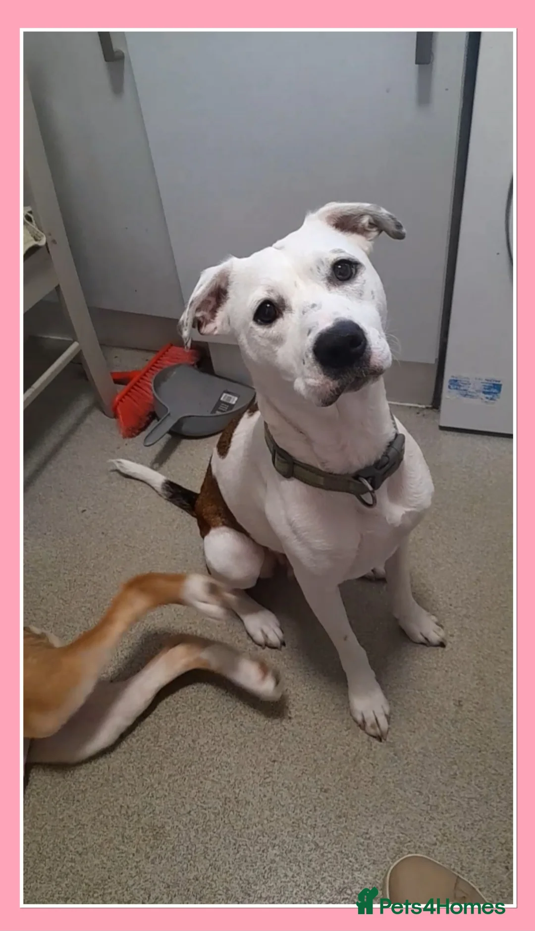Mixed Breed dogs for sale: Ready Now Handsome boy - Advert 6