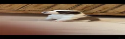 Saint Bernard dogs for sale: Beautiful saint Bernard litter *3 left see video - Advert 11
