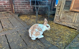 Rex rabbits for sale: Velvet Rex and standard Rex handled often - Advert 5