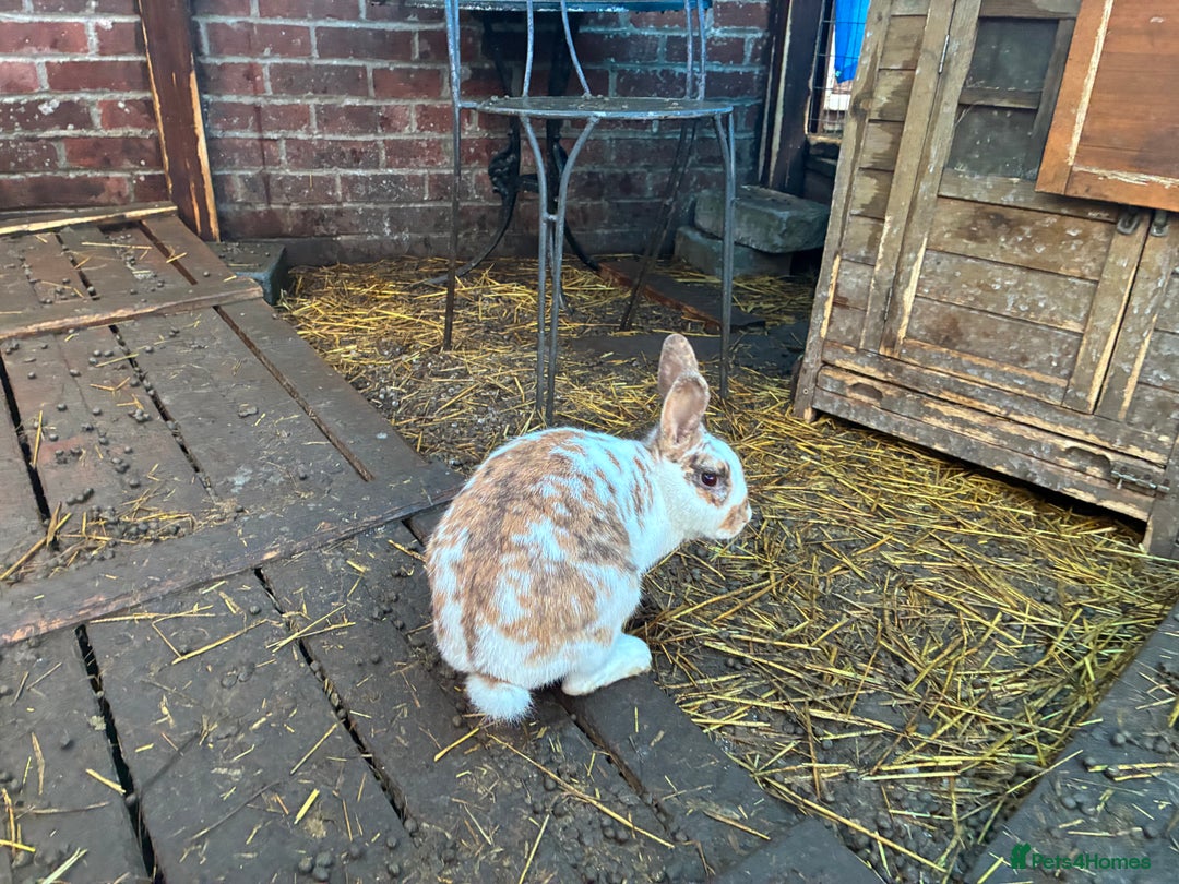 Rex rabbits for sale: Velvet Rex and standard Rex handled often - Advert 5
