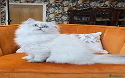 British Longhair cats for sale: Excellent Scottish straight Highland Kittens - Image 10