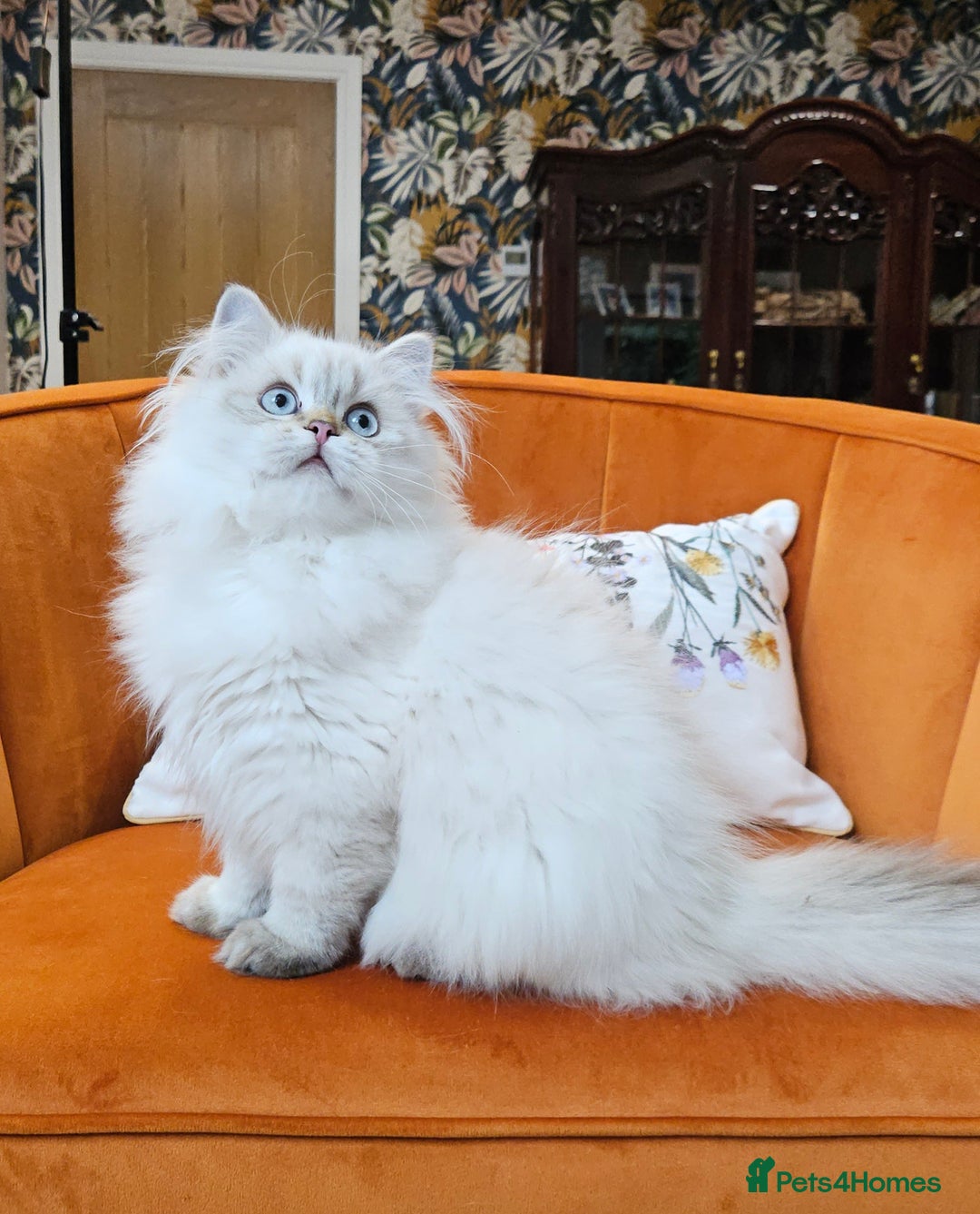 British Longhair cats for sale: Excellent Scottish straight Highland Kittens - Image 10