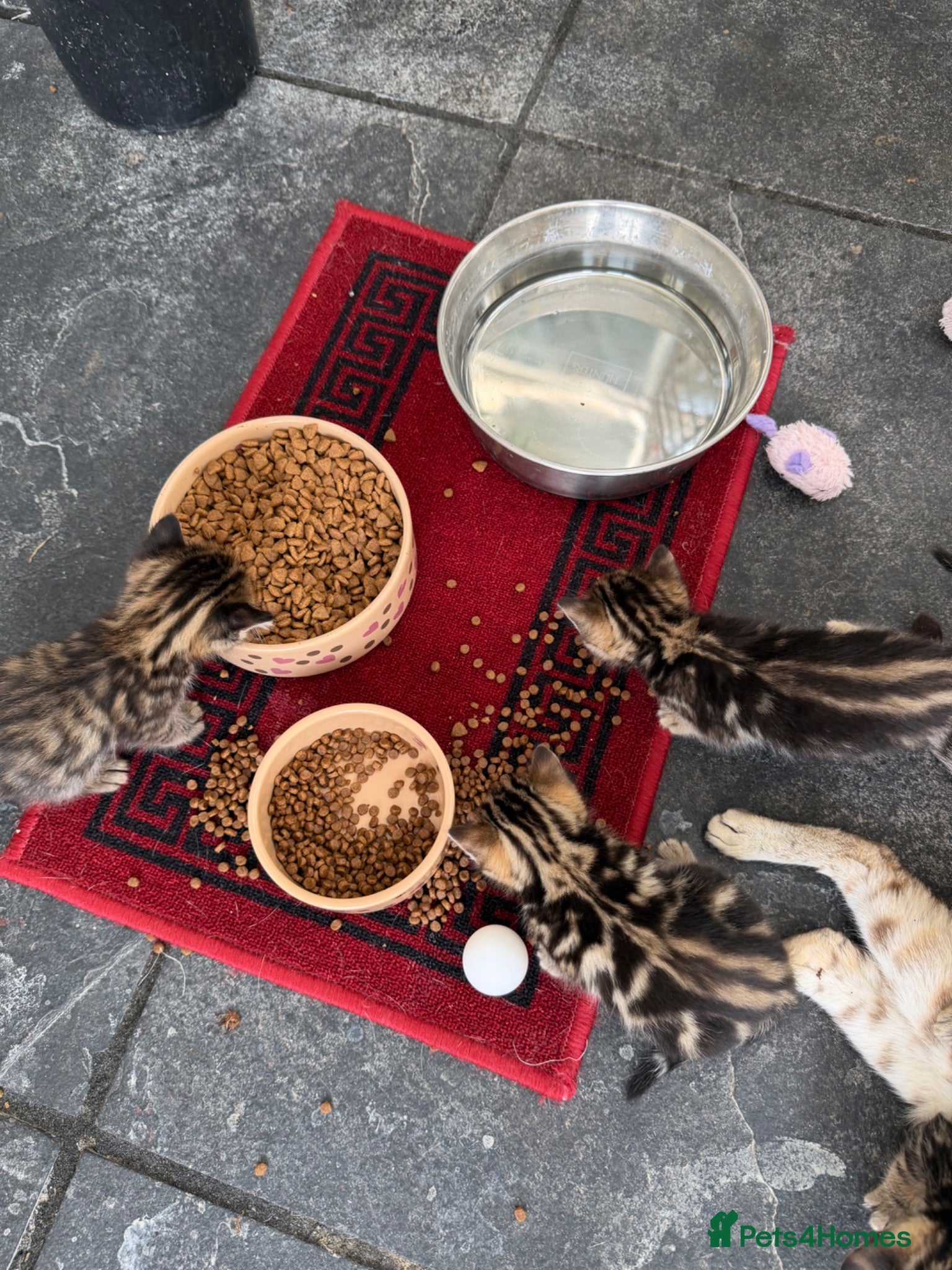 Bengal cats Bengal kittens Mum is Tica registered  - Advert 2