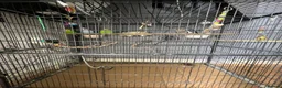 Cockatiels birds for sale: 3 budgies and 2 cockatiels in Kidlington - Advert 15