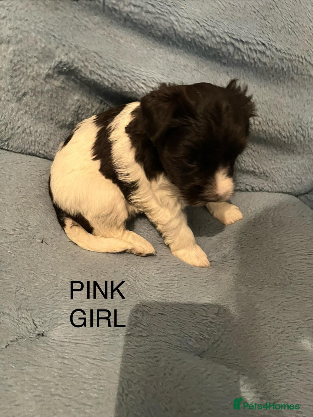Miniature Schnauzer dogs for sale: OMG ❤️RARE  PEDIGREE PARTI MINIATURE SCHNAUZER  - Advert 19