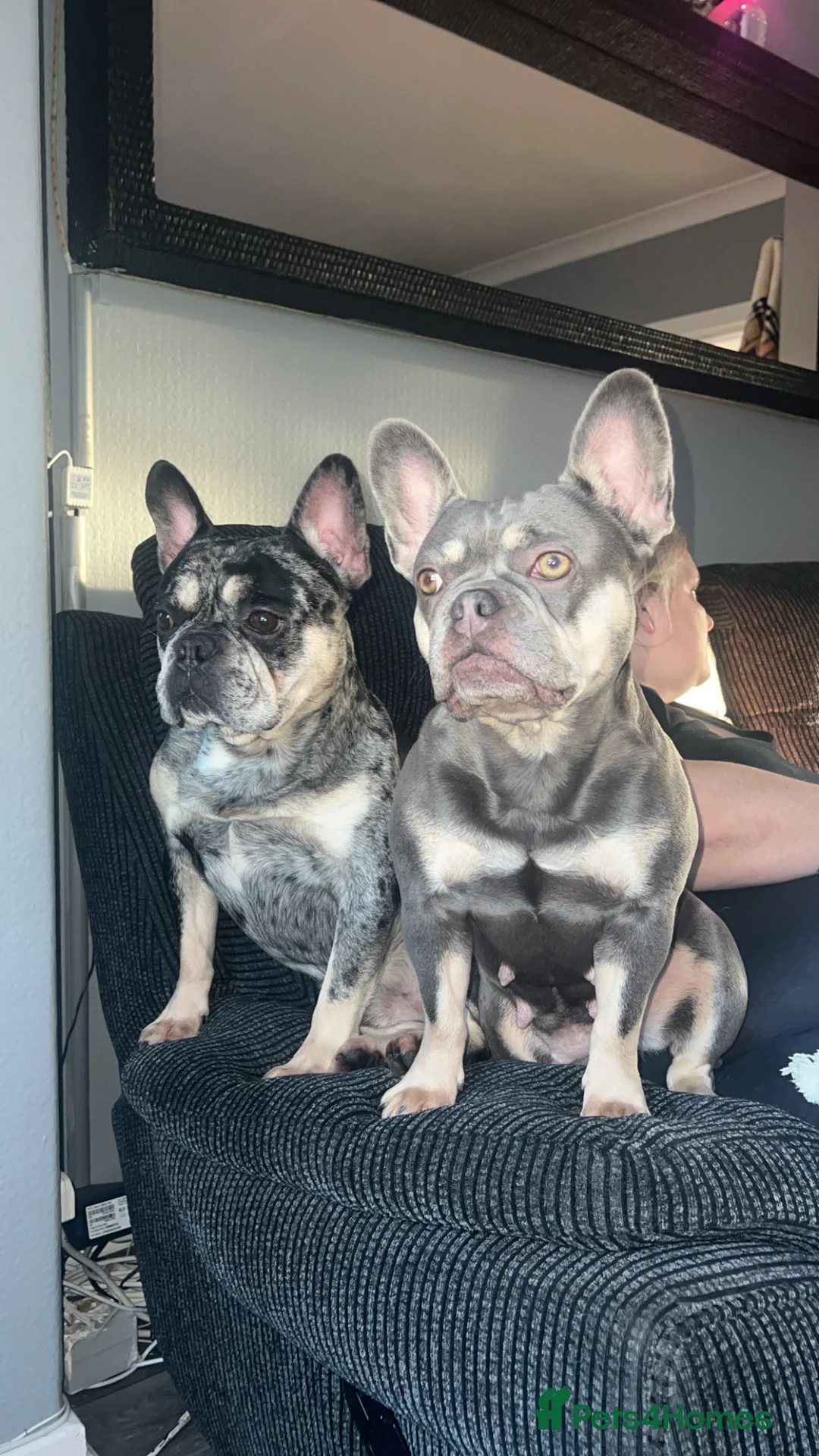 French Bulldog dogs for sale: 2 beautiful freindly french bulldogs for rehome  - Advert 5
