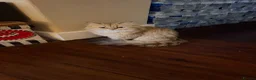 British Longhair cats for sale: Adorable British Shorthair Teddy Kittens - Advert 7