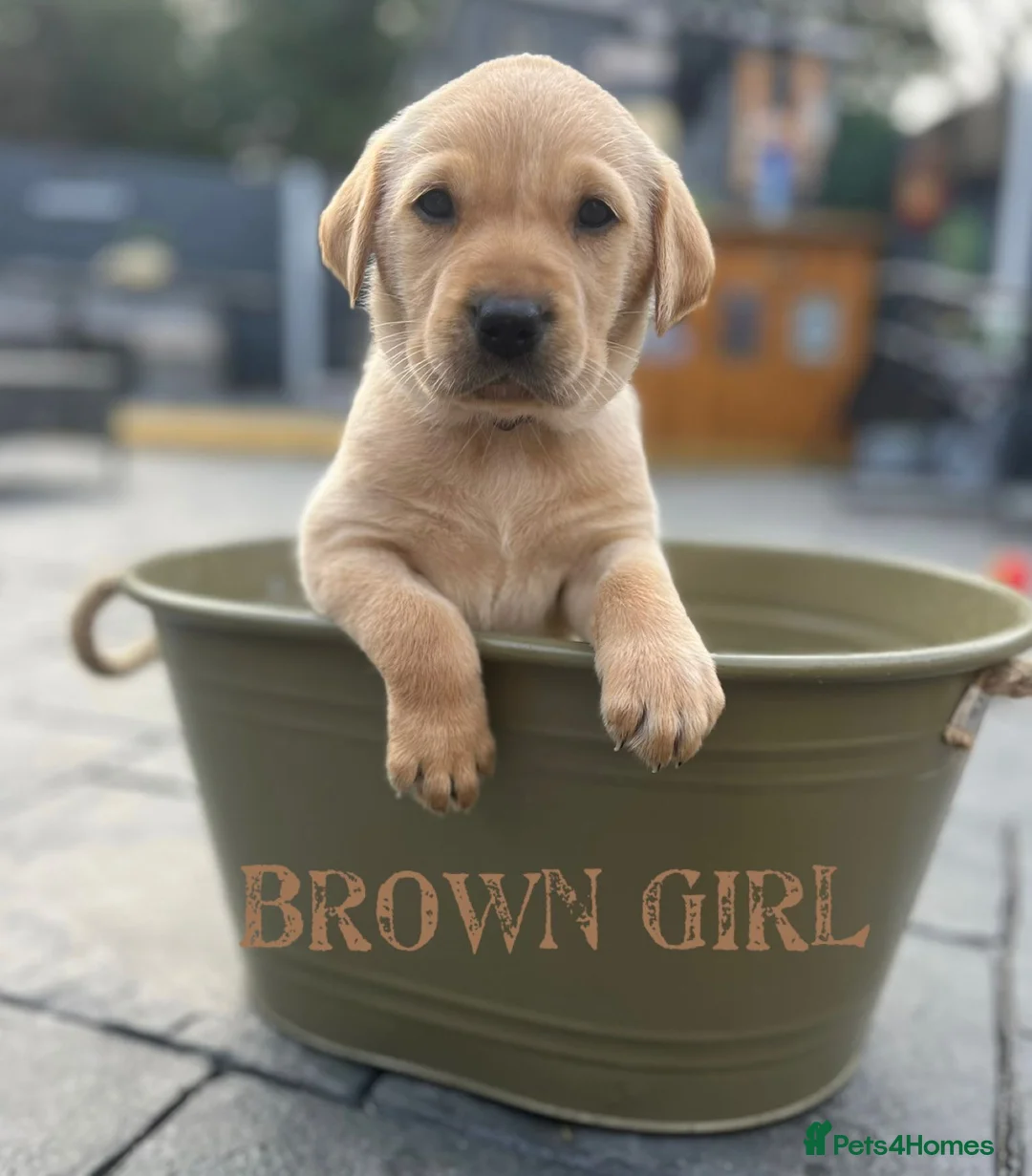 Labrador Retriever dogs for stud: Lucerys Targaryen Lee in Orpington - Advert 20