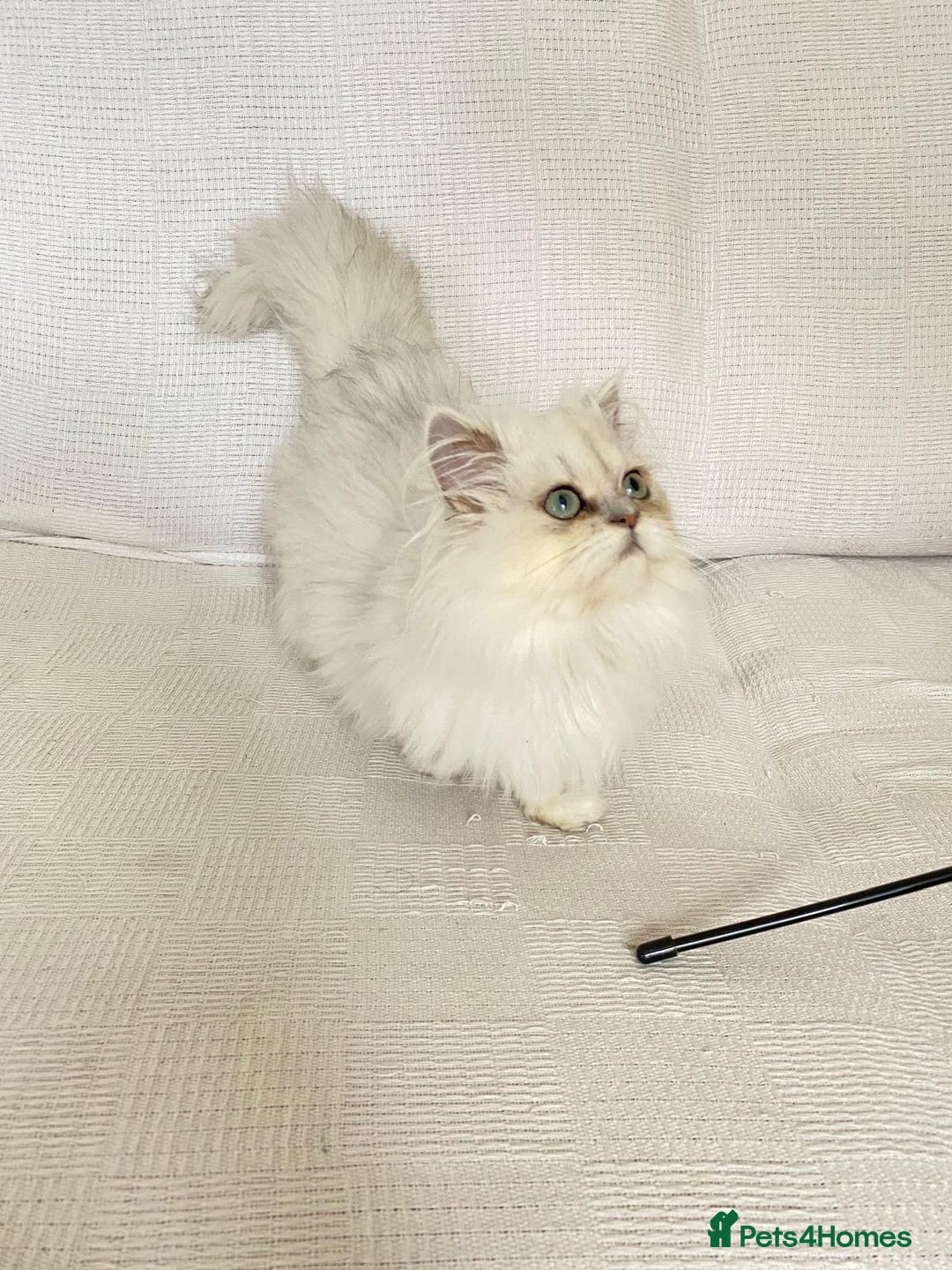 Persian cats for sale: Female persian chinchilla ready! - Image 5