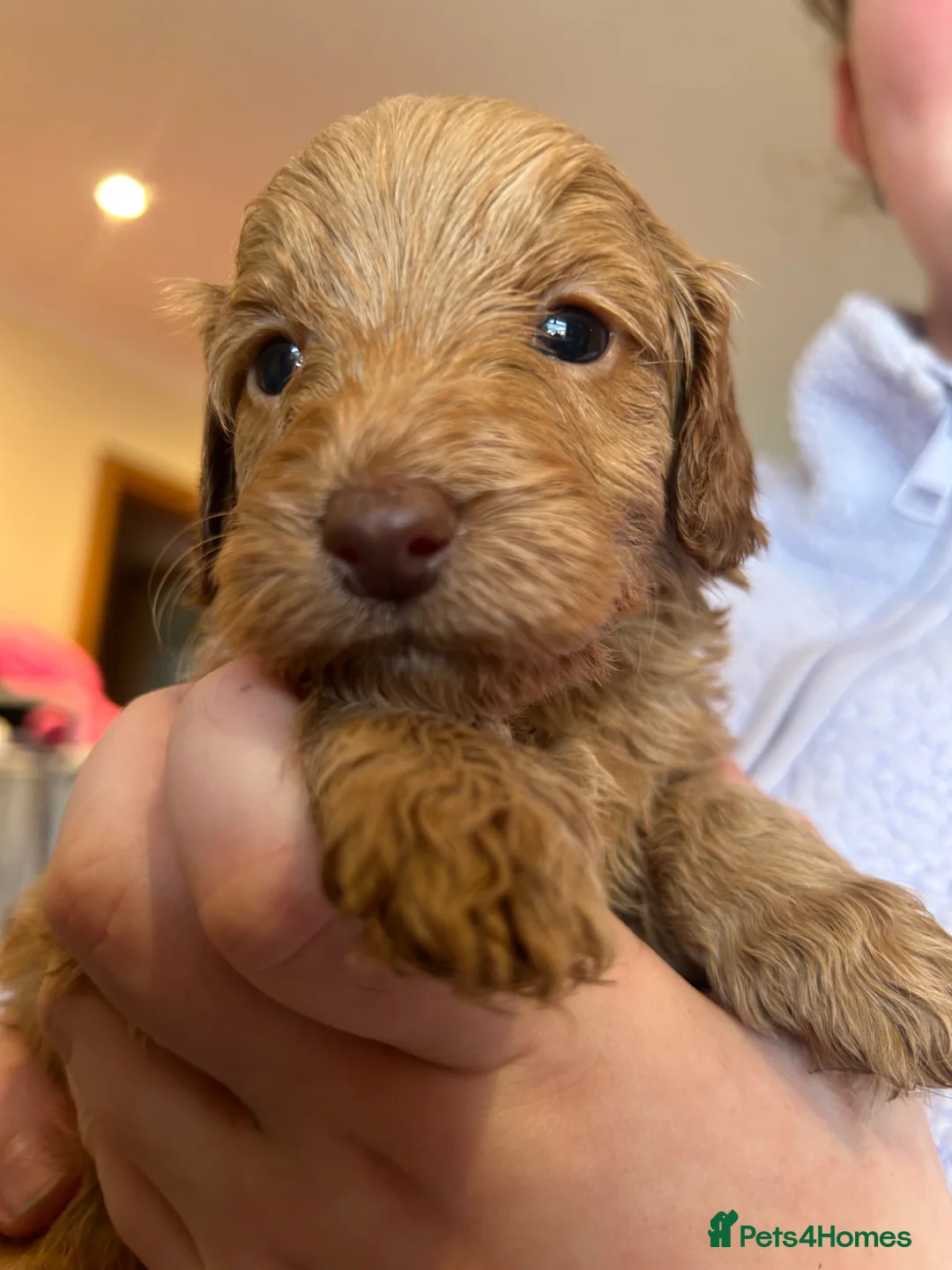 Cockapoo dogs for sale: F1B Cockapoo puppies - Advert 1