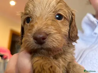 Cockapoo dogs F1B Cockapoo puppies - Advert 3