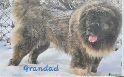Caucasian Shepherd Dog dogs for sale: Caucasian Shepherd puppies  - Image 12