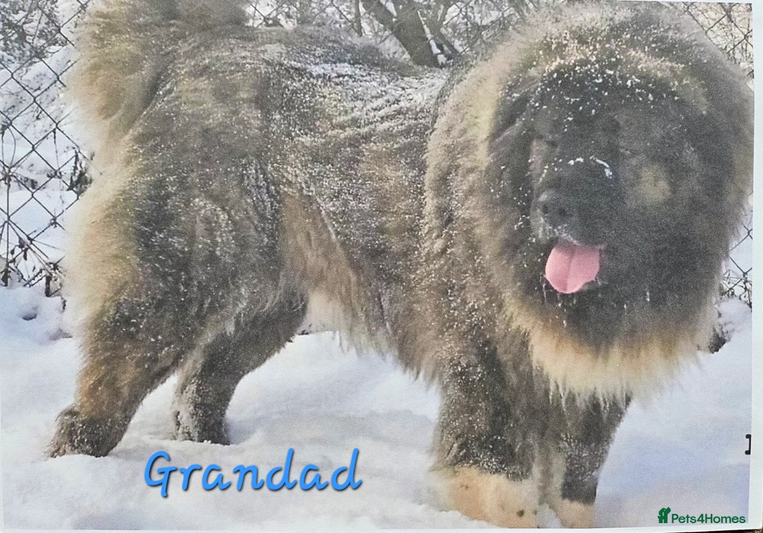 Caucasian Shepherd Dog dogs for sale: Caucasian Shepherd puppies  - Image 12