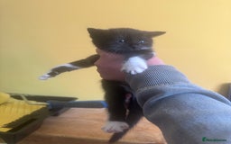 Mixed Breed cats for sale: Stunning litter of 4 - Image 5