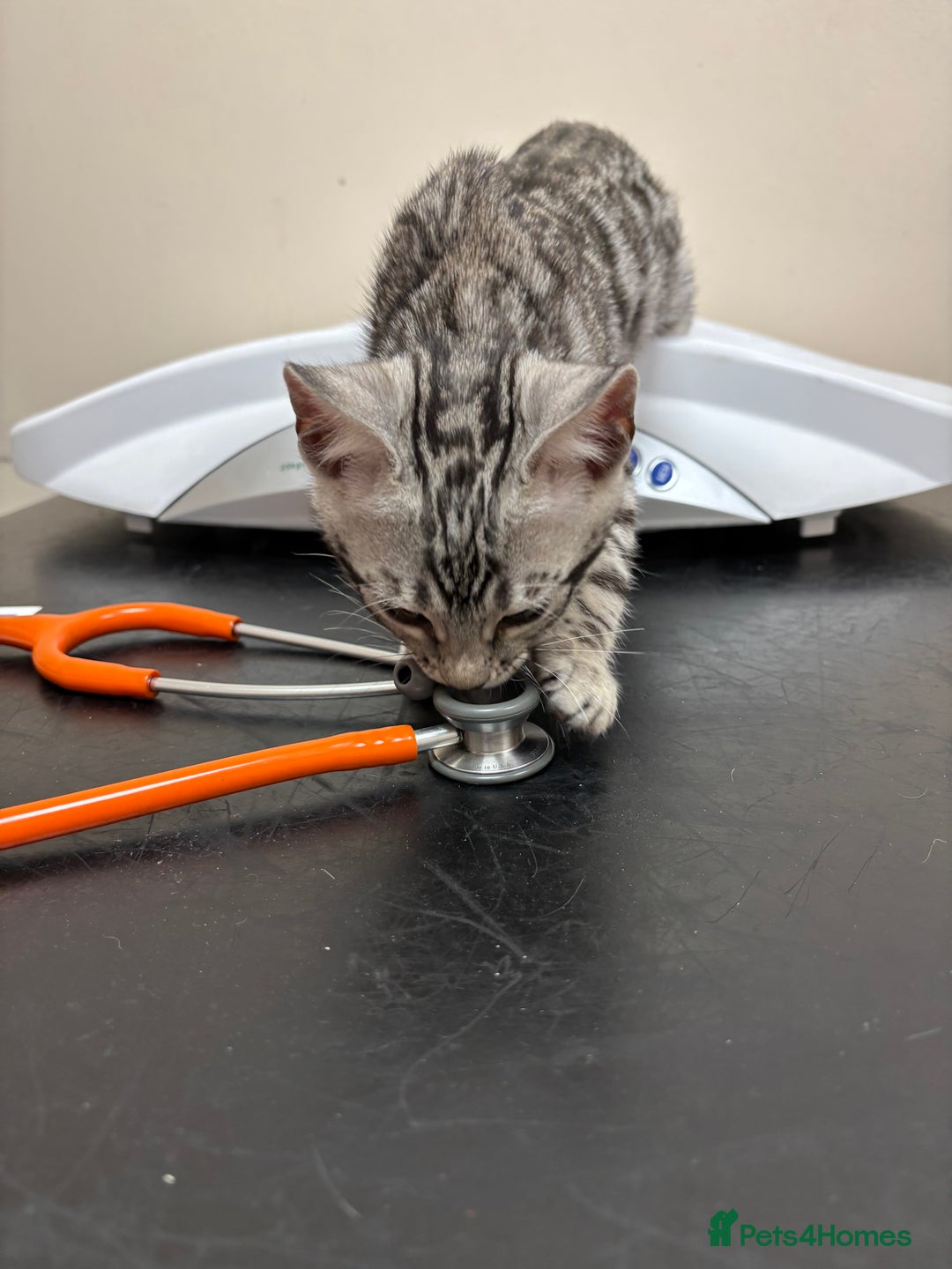 Bengal cats for sale: Stunning silver bengal girl  - Advert 13