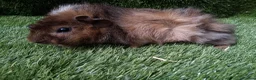 Guinea Pig rodents for sale: ABYSSINIAN BOYS - Advert 14