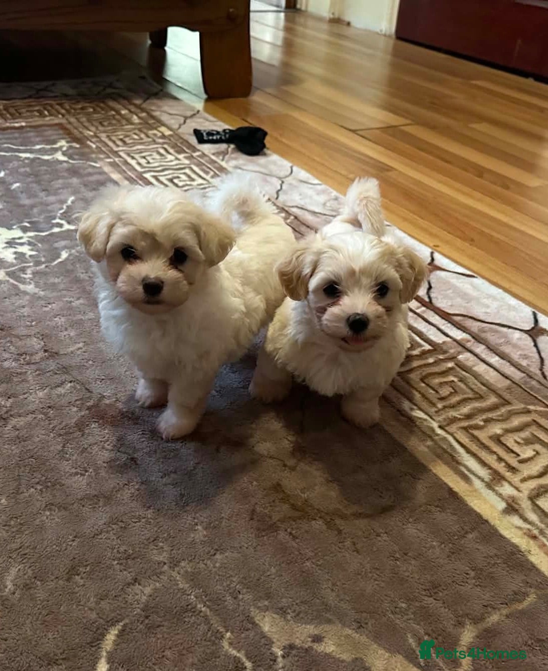 Bichon Frise dogs Cute bichons looking for their forever home  - Advert 1