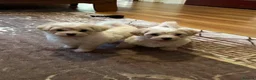 Bichon Frise dogs for sale: Cute bichons looking for their forever home  - Advert 9