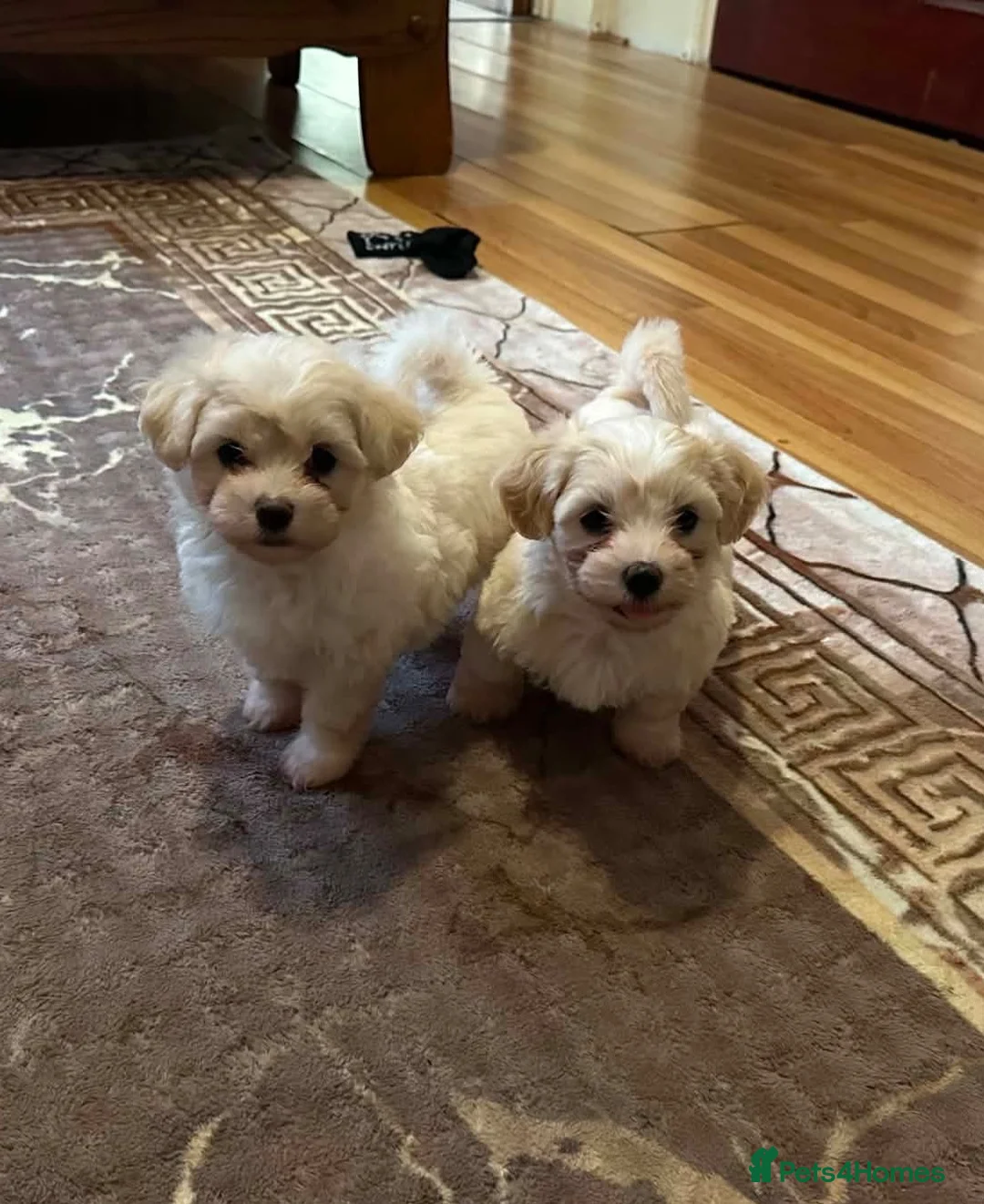 Bichon Frise dogs for sale: Cute bichons looking for their forever home  - Advert 1
