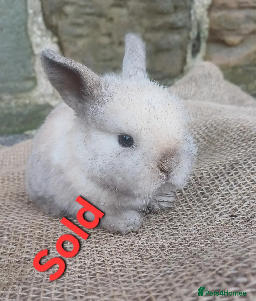 Dwarf Lop rabbits for sale: Dwarf Lops - Advert 2