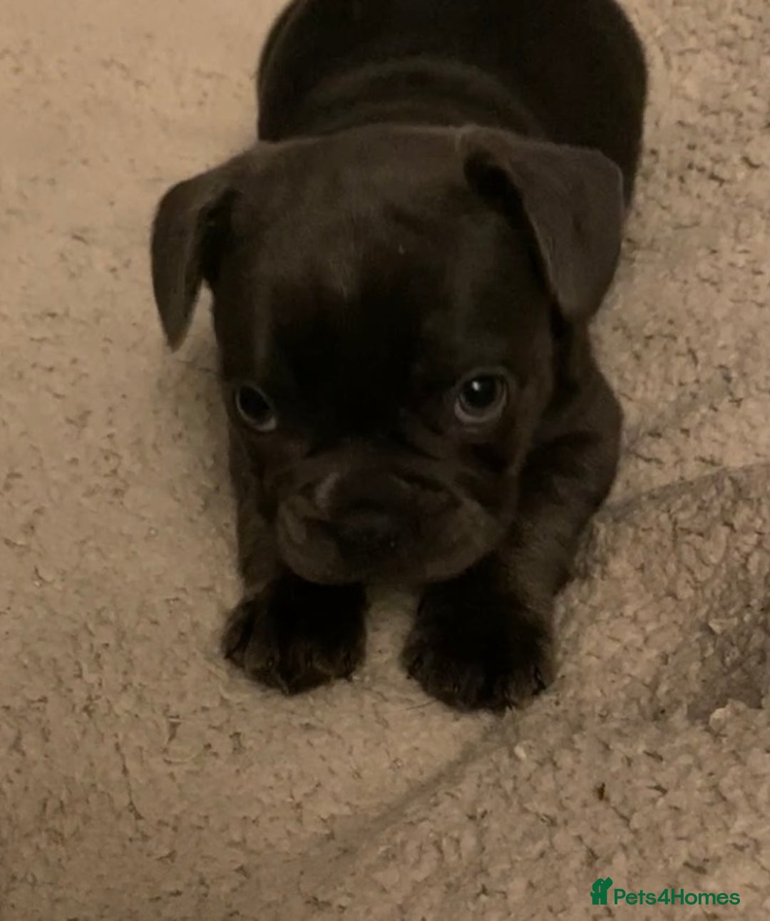 French Bulldog dogs for sale: French bulldogs puppy’s for sale - Advert 19