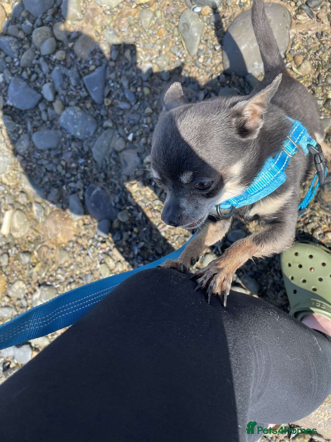 Chihuahua dogs for sale: Male chihuahua  - Advert 3