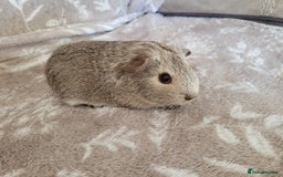 Guinea Pig rodents for sale: Baby boy guinea pigs  - Image 2