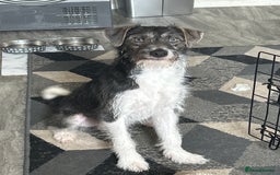 Mixed Breed dogs for sale: Jack Russel cross for sale - Image 2
