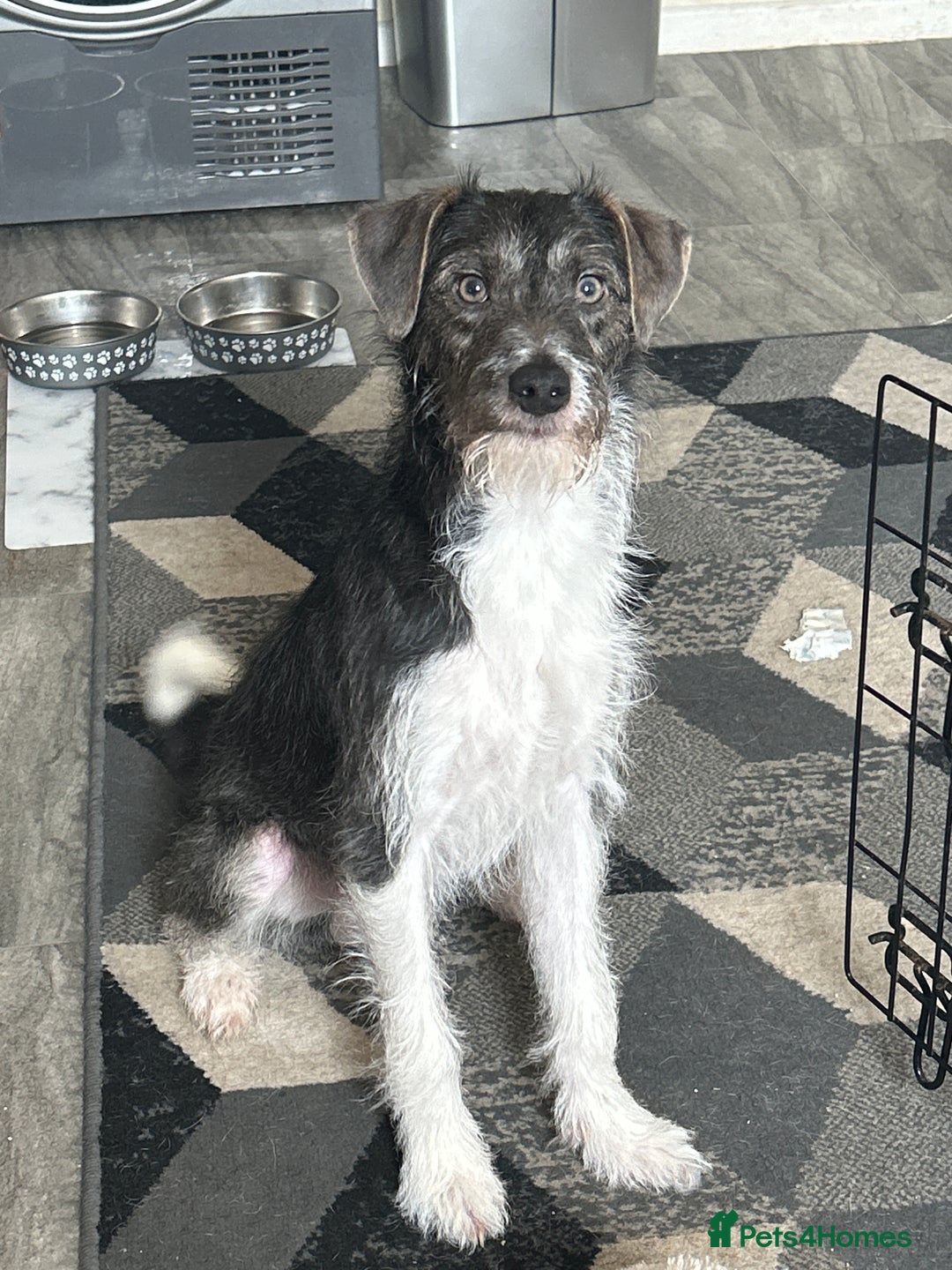 Mixed Breed dogs for sale: Jack Russel cross for sale - Image 2
