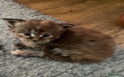 Maine Coon cats for sale: GCCF Registered female Maine Coon kitten - Image 7