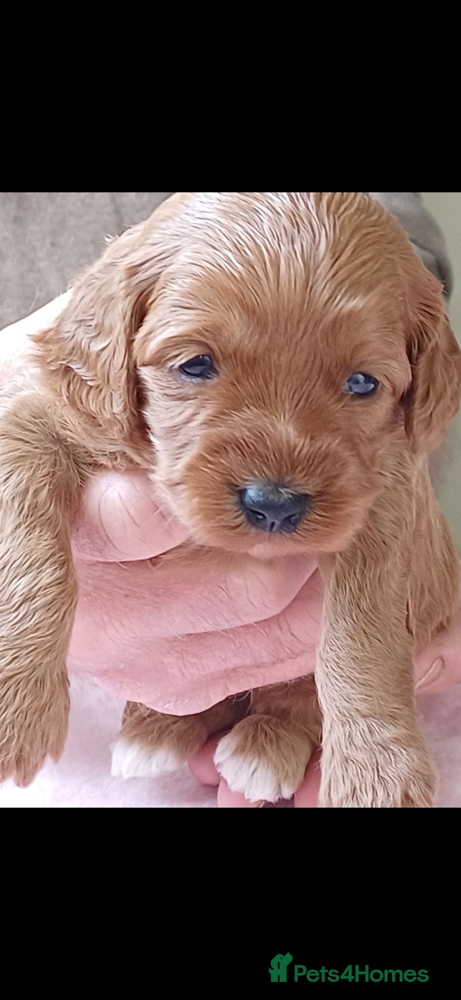 Cavapoo dogs Health-Tested Cavapoos-Raised with ENS & ESI   - Advert 1