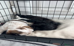 Mixed Breed dogs for sale: 🌟 One Girl left 🌟 Cock-a-Tzu Ready 12/8/25 - Image 21