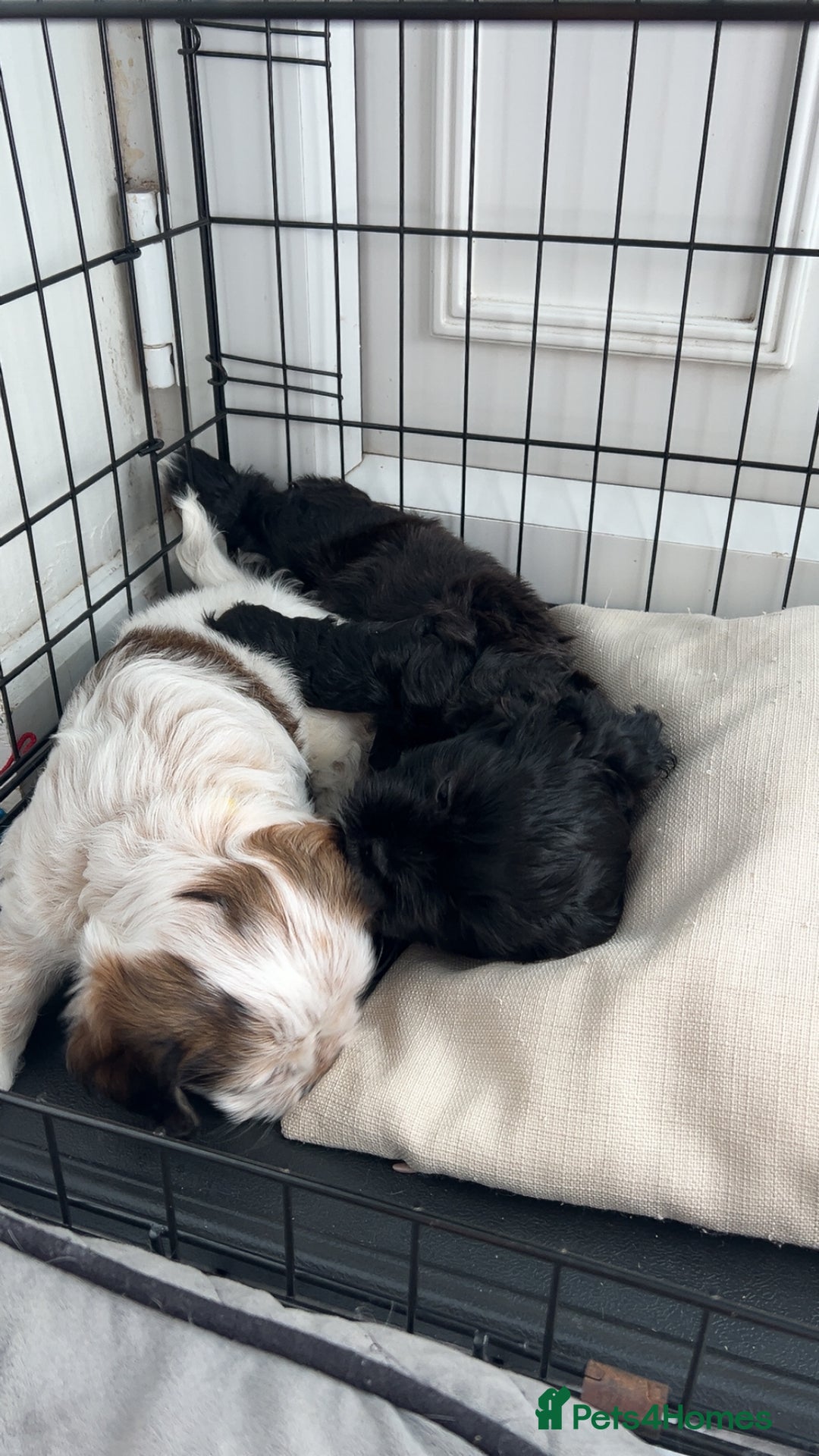 Mixed Breed dogs for sale: 🌟 One Girl left 🌟 Cock-a-Tzu Ready 12/8/25 - Image 21