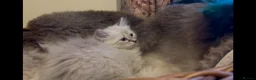 Siberian cats for sale: Lovely Siberian Girl 🤗 - Advert 8