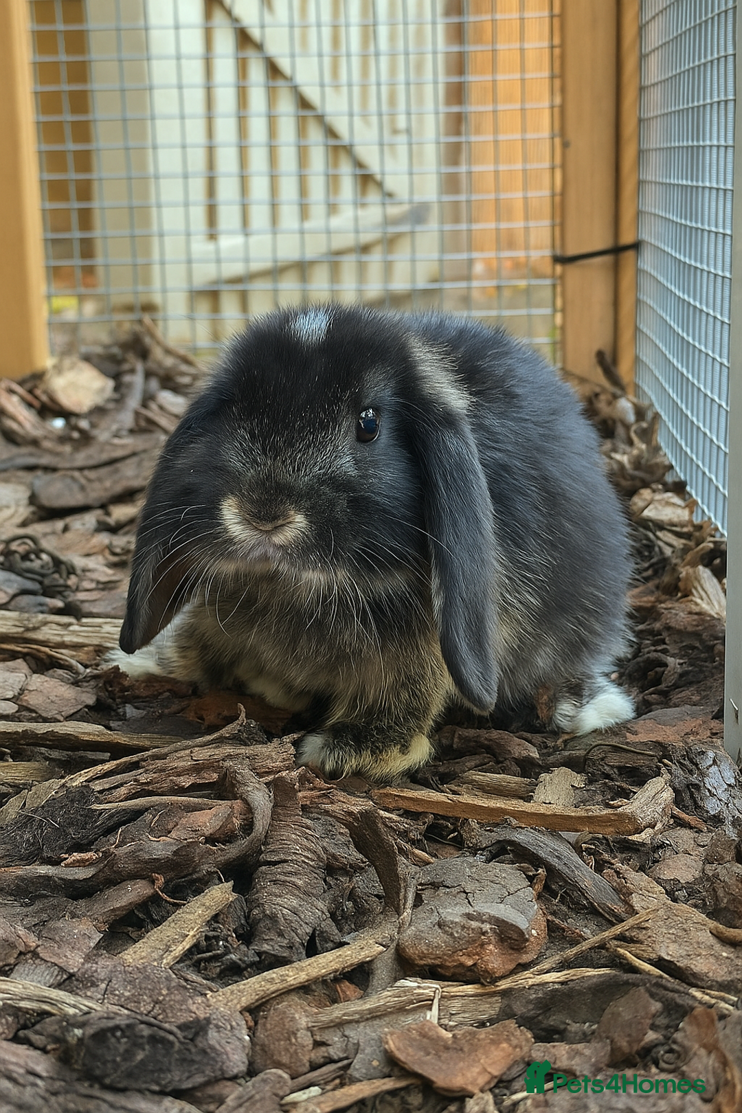 Mini Lop rabbits for sale: 2 male mini lop bunnies with hutch and large run  - Advert 2
