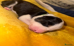 Border Collie dogs for sale: 7 beautiful border collie pups  - Advert 13