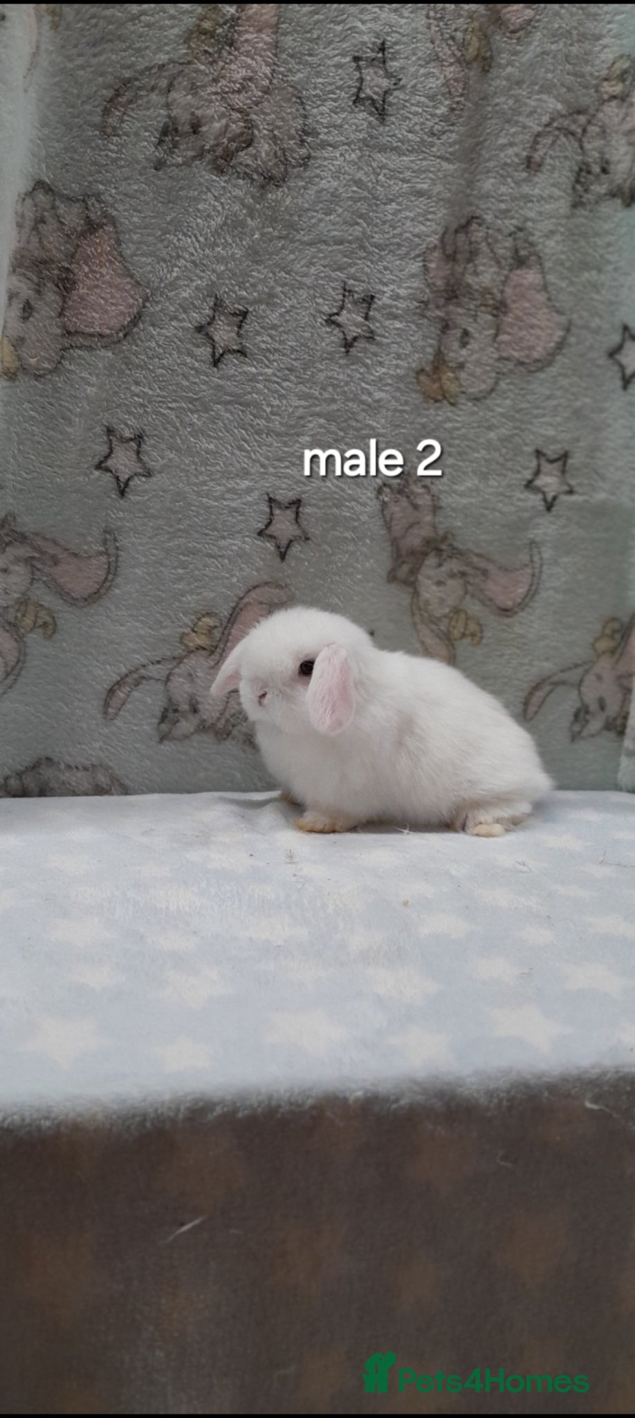 Mini Lop rabbits Make and female minilops - Advert 1