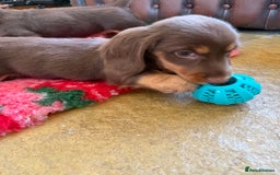 Dachshund dogs for sale: KC Long Haired Miniature Dachshund Puppies - Image 18