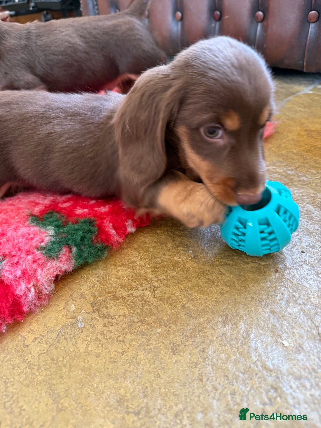 Dachshund dogs for sale: KC Long Haired Miniature Dachshund Puppies - Image 18