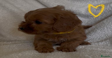 Cavapoo dogs - Advert 14