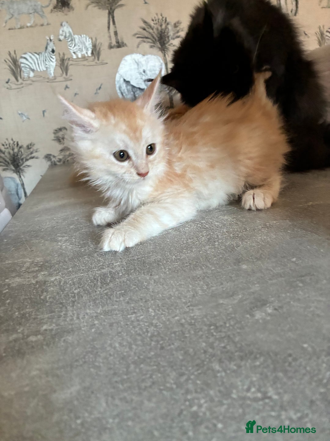 Maine Coon cats for sale: Maine coon  - Advert 10