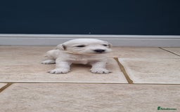 Mixed Breed dogs for sale: Double Doodle puppies  - Image 13