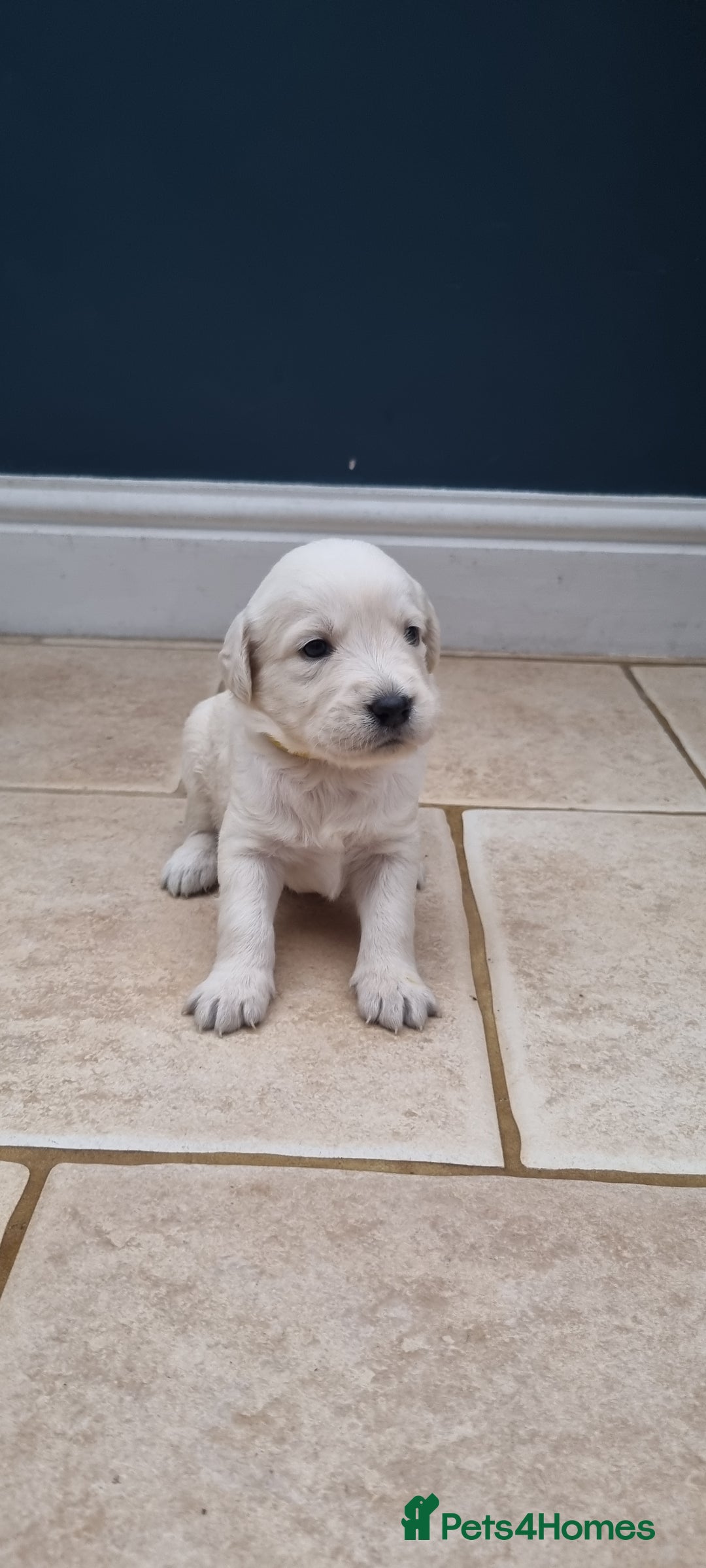 Mixed Breed dogs for sale: Double Doodle puppies  - Image 13