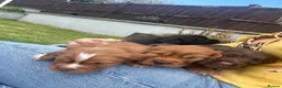 Cocker Spaniel dogs for sale: KC Registered Working Cocker Spaniel Puppies - Advert 7