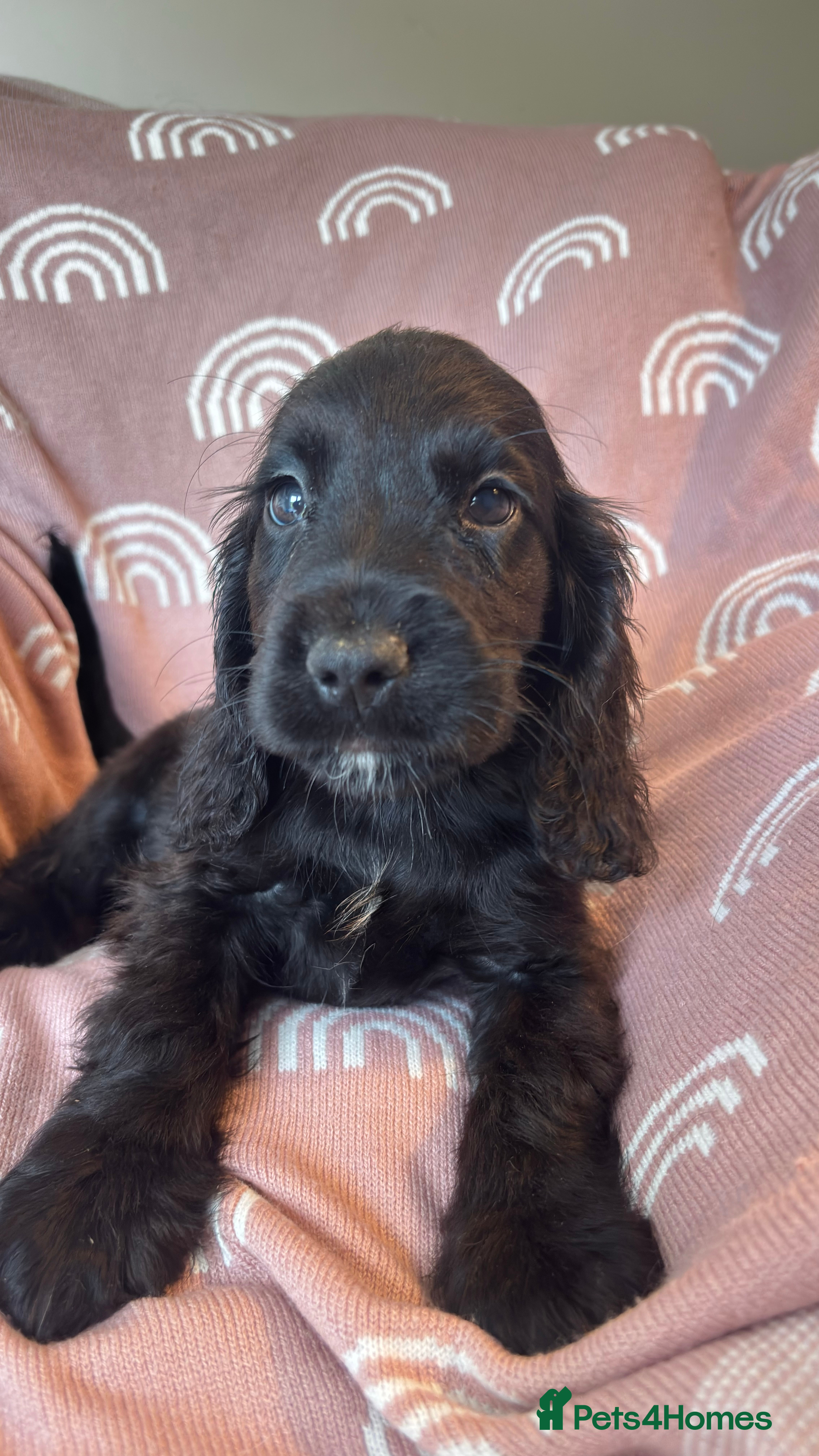Cocker Spaniel dogs Cute cocker spaniels READY - Advert 1